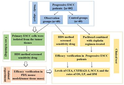 HDS screening with patient-derived primary cells guided individualized therapy for esophageal squamous cell carcinoma–in vivo and vitro